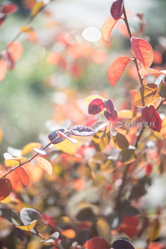 秋紫檀(Loropetalum chinense)的青铜红叶